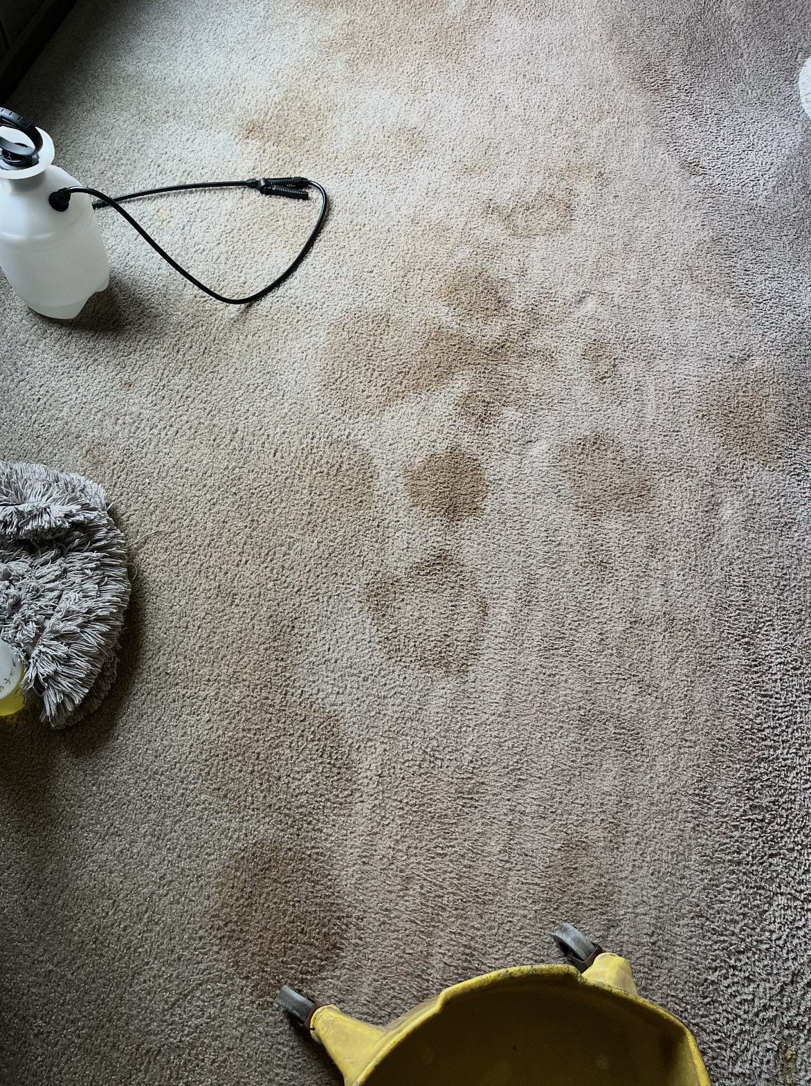 Carpet Cleaning in Livingston, MS